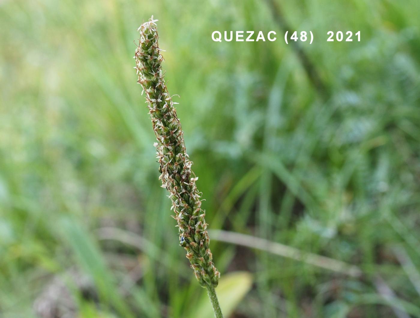 Plantain, Hoary fruit